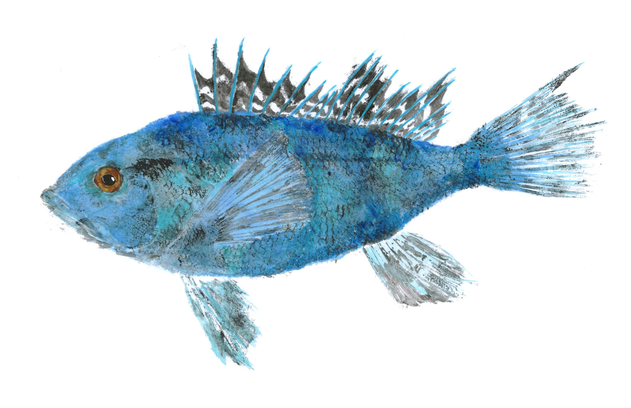 Ben's Black Sea Bass — Gyotaku giclee print by Bridget Sawitsky
